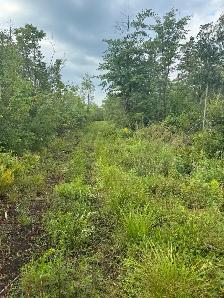 TERRE À BOIS 10e RANG OUEST WICKHAM 82 ACRES CAMP DE CHASSE - Photo 6