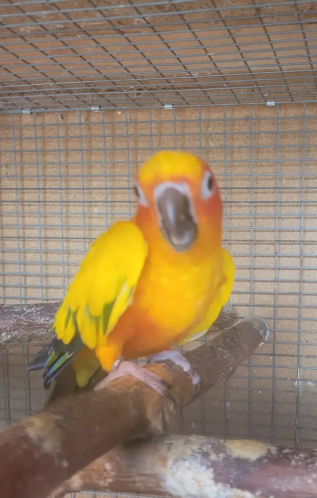 Male Sun Conure