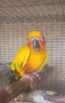 Male Sun Conure