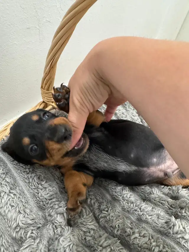 Only 2 LEFT!! PUREBRED MINI DACHSHUND PUPPIES