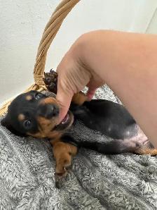 Only 2 LEFT!! PUREBRED MINI DACHSHUND PUPPIES