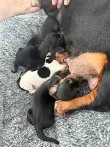 Only 2 LEFT!! PUREBRED MINI DACHSHUND PUPPIES - Photo 2