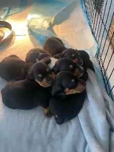 Only 2 LEFT!! PUREBRED MINI DACHSHUND PUPPIES - Photo 3
