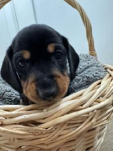 Only 2 LEFT!! PUREBRED MINI DACHSHUND PUPPIES - Photo 4