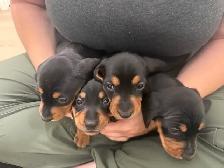 Only 2 LEFT!! PUREBRED MINI DACHSHUND PUPPIES - Photo 5