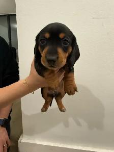 Only 2 LEFT!! PUREBRED MINI DACHSHUND PUPPIES - Photo 6