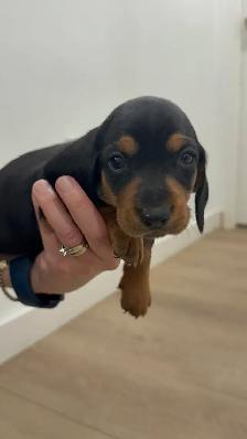 Only 2 LEFT!! PUREBRED MINI DACHSHUND PUPPIES - Photo 7