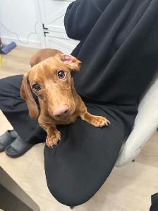 Only 2 LEFT!! PUREBRED MINI DACHSHUND PUPPIES - Photo 8