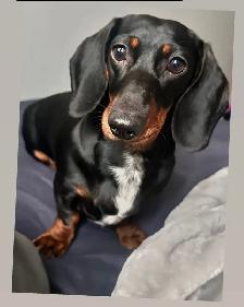 Only 2 LEFT!! PUREBRED MINI DACHSHUND PUPPIES - Photo 9