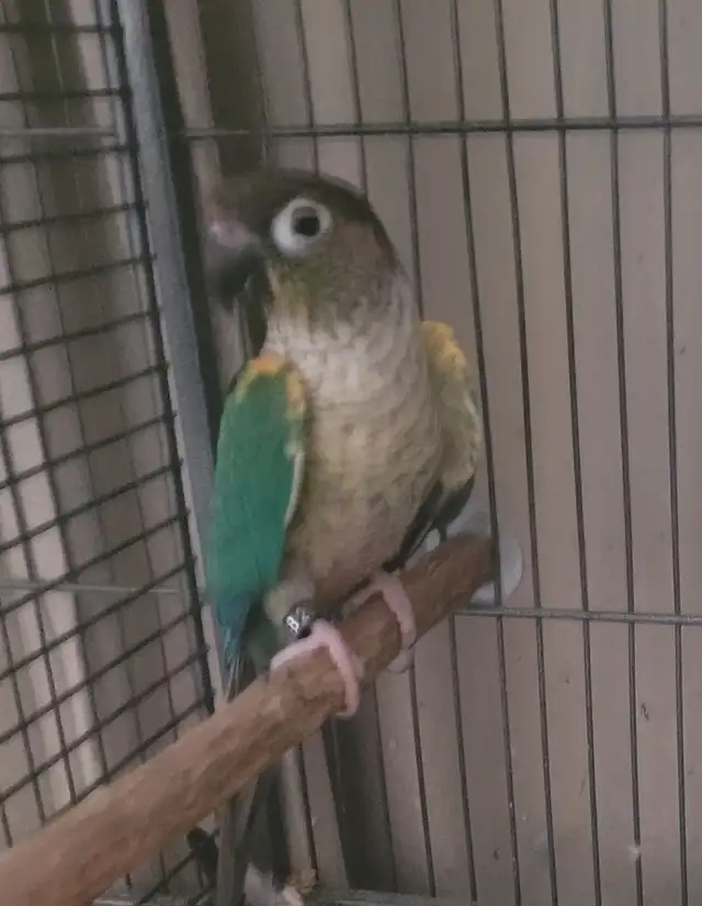 Turquiose Yellowsided Conure