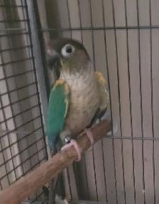Turquiose Yellowsided Conure