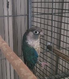 Yellowsided Turquoise Violet Conure