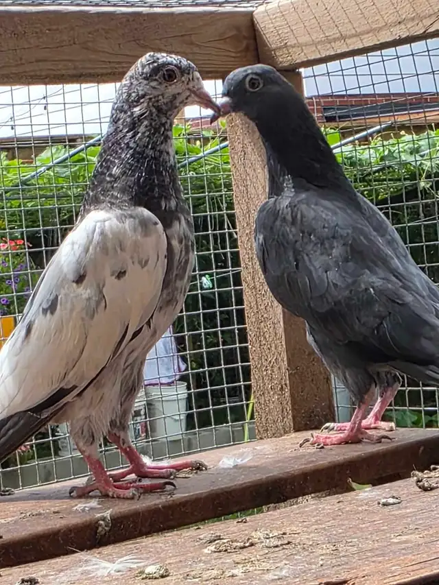 Pakistani pigeon for sale