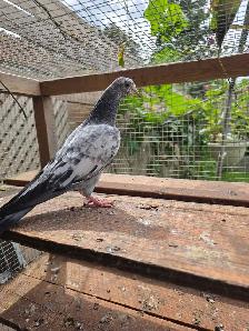 Pakistani pigeon for sale - Photo 3