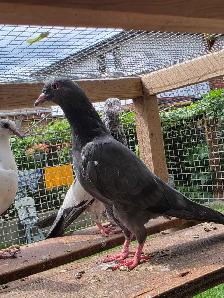 Pakistani pigeon for sale - Photo 9