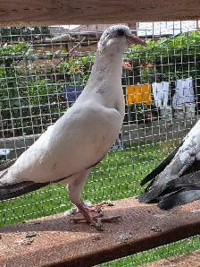 Pakistani pigeon for sale - Photo 10