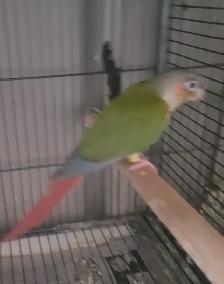 Pineapple Conure