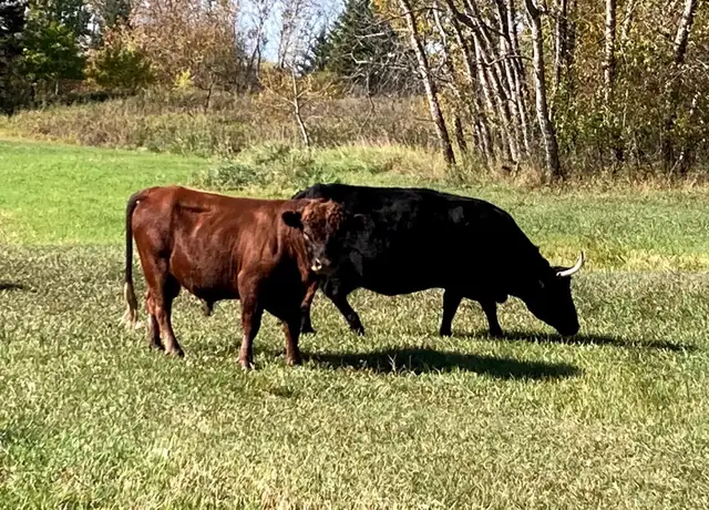 3 year old registered Dexter bull