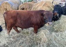 3 year old registered Dexter bull - Photo 3