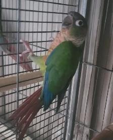 Yellowsided Conure