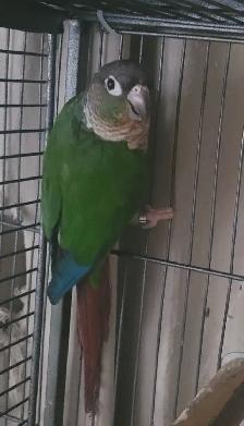 Yellowsided Conure - Photo 2