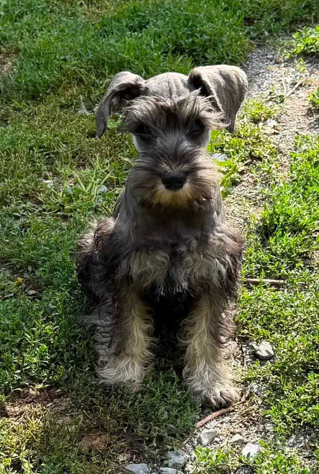 Schnauzer Nain