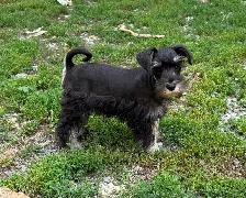 Schnauzer Nain - Photo 2
