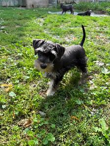 Schnauzer Nain - Photo 3
