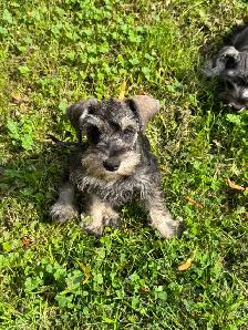 Schnauzer Nain - Photo 4