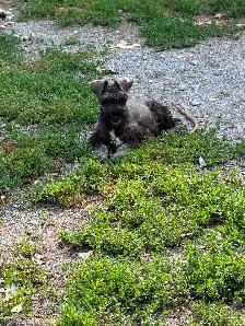 Schnauzer Nain - Photo 5
