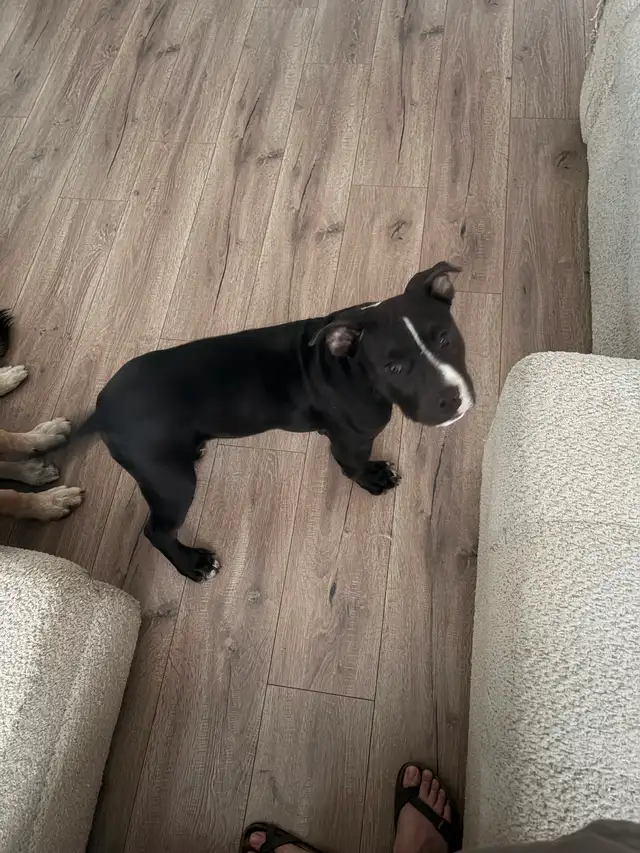 XL Bully Puppy for Rehoming