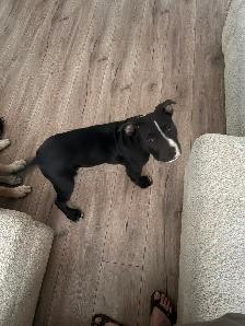 XL Bully Puppy for Rehoming