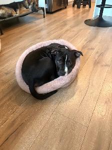 XL Bully Puppy for Rehoming - Photo 2
