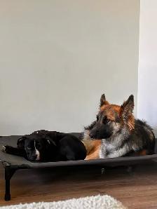 XL Bully Puppy for Rehoming - Photo 3
