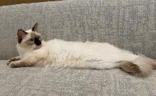 RAGDOLL KITTENS ( 2 LEFT) - Photo 4
