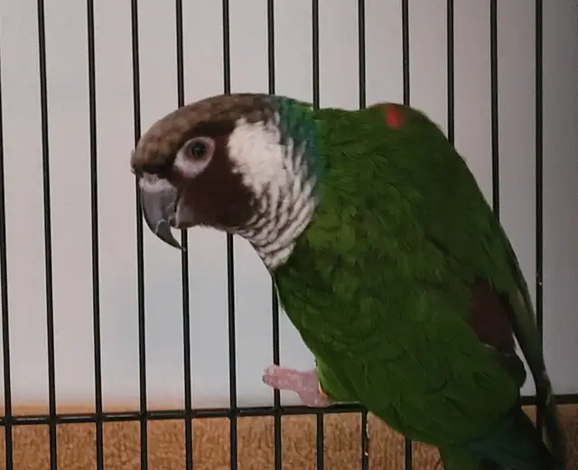 White Eared Conure