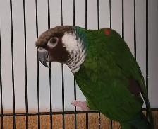 White Eared Conure