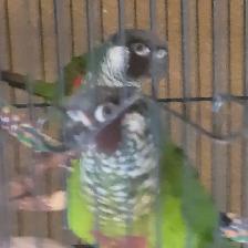 White Eared Conure - Photo 2