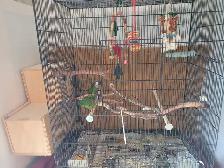 White Eared Conure - Photo 3