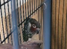 White Eared Conure - Photo 4