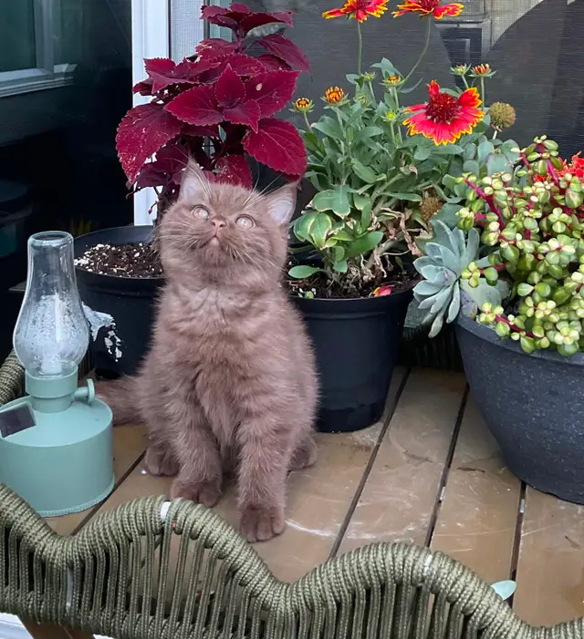Rare and unique  colour  Cinnamon British shorthair boy