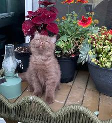 Rare and unique  colour  Cinnamon British shorthair boy