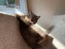 Rare and unique  colour  Cinnamon British shorthair boy - Photo 3