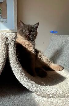 Rare and unique  colour  Cinnamon British shorthair boy - Photo 4