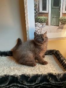 Rare and unique  colour  Cinnamon British shorthair boy - Photo 5