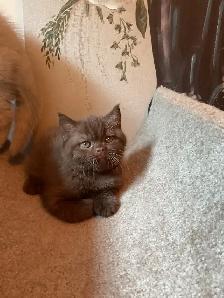 Rare and unique  colour  Cinnamon British shorthair boy - Photo 6