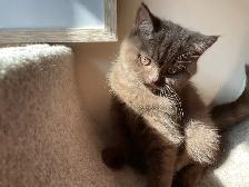 Rare and unique  colour  Cinnamon British shorthair boy - Photo 7