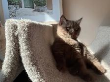 Rare and unique  colour  Cinnamon British shorthair boy - Photo 8