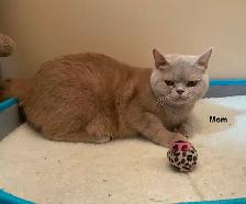 Rare and unique  colour  Cinnamon British shorthair boy - Photo 9
