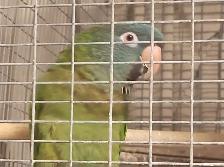 Blue Crown Conure